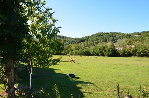 a pasture with a horse grazing in a field at Locanda di Campagna in Mulazzo