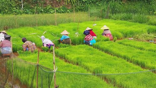 a group of people working in a field of grass at Raturinjani homestay in Selong