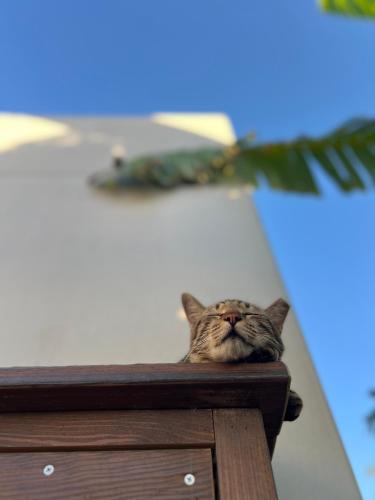 a cat sitting on top of a wooden table at 花矸571民宿 HuaGan571 in Xiaoliuqiu