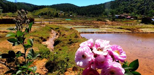 a group of pink flowers next to a body of water at 1996 Homestay Măng Đen in Kon Von Kla