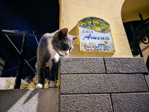 a cat standing on top of a brick wall at Casa Amena con ampio terrazzo e giardino in Lipari