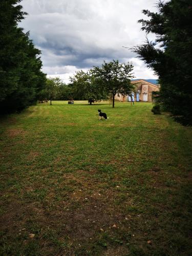un chien qui roule dans l'herbe dans un champ dans l'établissement jean guy andrieu, à Labruguière