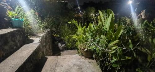 a garden at night with a bunch of plants at The Hill View Lombok in Kuta Lombok