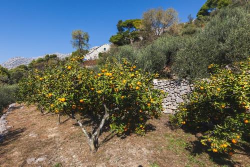 a group of orange trees on a hill with bushes at Holiday home Sweet Shelter with jacuzzi in Živogošće