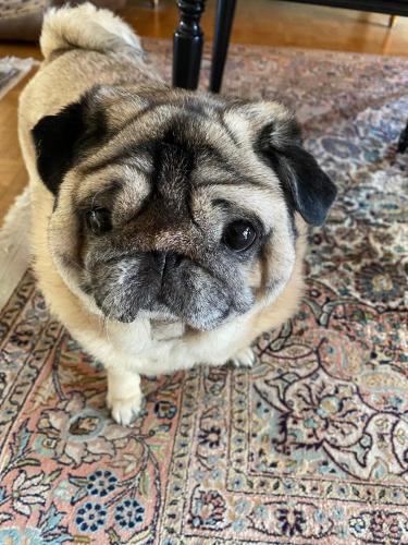 a small pug dog standing on a rug at L'Etoile du Sud in Tours