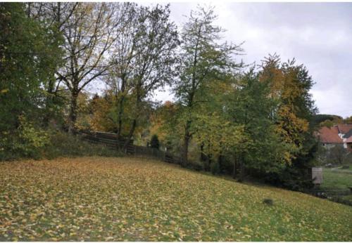 un campo de hojas en el suelo con árboles en Diemeltal Lodge Appartements, en Marsberg