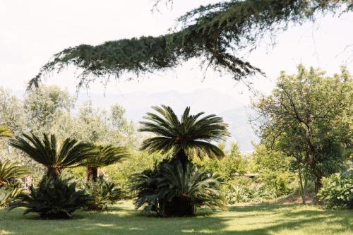 a group of palm trees in a field at Capo Santa Fortunata in Sorrento