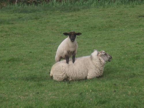 a sheep standing on top of another sheep in a field at Beach View Bed & Breakfast in Allihies