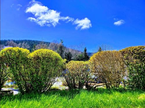 a group of trees in a field with green grass at Ferienwohnung Herzlicht in Titisee-Neustadt