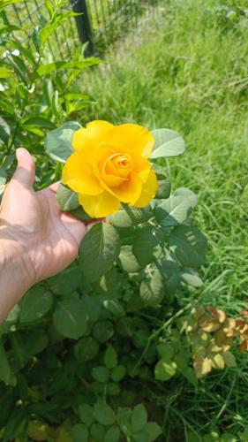 a person holding a yellow flower in a garden at Villa del Sol de Ica in Ica