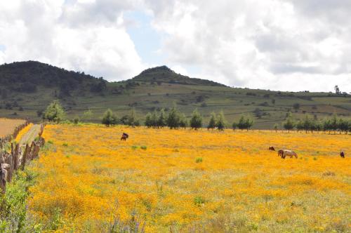 a field of yellow flowers with horses in it at Hotel La Casona in Tapalpa