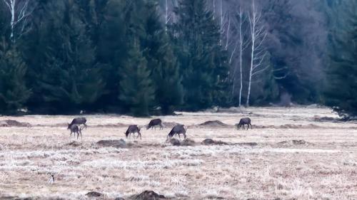 a group of horses grazing in a field at Jagodowy Ski&Spa DeLux apartamenty z widokiem na góry,4km od Zieleniec Ski Arena Podgrzewany basen zewnętrzny latem,bilard,Wi-Fi w cenie Restauracja,balia,sauna na miejscu in Lasowka