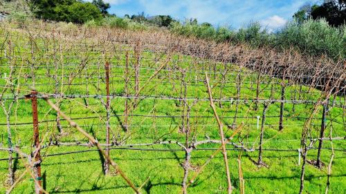 a vineyard with trees in a field of grass at Serene Vineyard Chateau with Pool, Hot Tub, BBQ in Carmel Valley