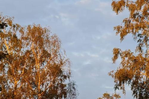 two tall trees with the sky in the background at Unieke trekkershut in Zelhem