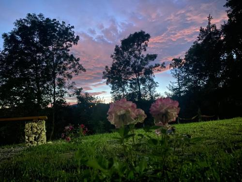 a group of pink flowers in a field at sunset at Casutele din Poienita in Comarnic