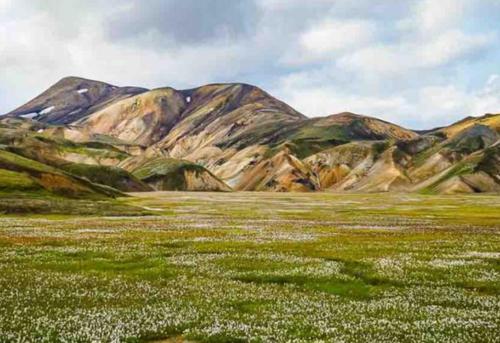 a field of flowers with mountains in the background at Borg Apartments in Hvolsvöllur