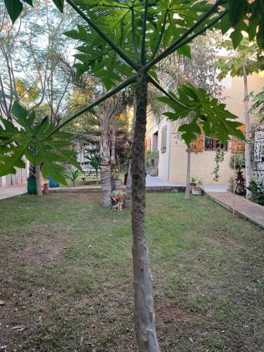 a small tree in the middle of a yard at Riad Targante Takate 1 in Sidi Bibi