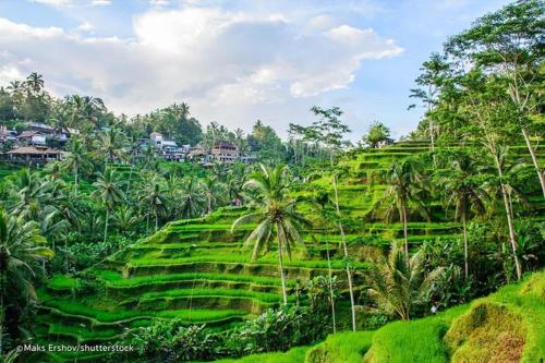 a lush green hillside with palm trees and houses at Putu Ubud Glamping Camping in Bedahulu