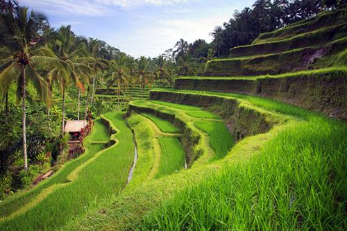 a green field with palm trees on a hill at Putu Ubud Glamping Camping in Bedahulu