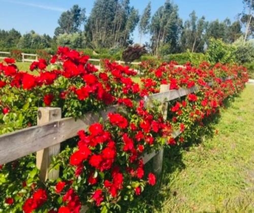 a row of red flowers on a wooden fence at Herdade de Santa Maria in Almeirim