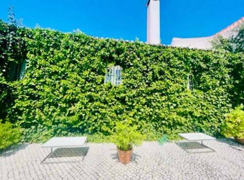 a large ivy covered wall with two benches and a building at Herdade de Santa Maria in Almeirim