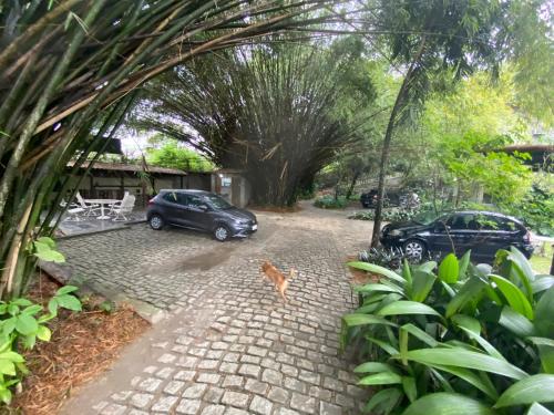 un gato caminando por una entrada con dos coches en Rio Natureza apart 109, en Río de Janeiro