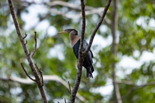 a bird perched on top of a tree branch at Pachira Lodge in Tortuguero