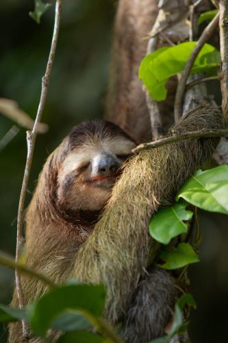 a sloth is sleeping in a tree at Pachira Lodge in Tortuguero