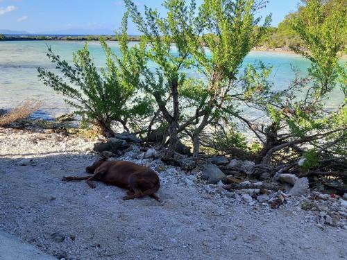 Gallery image of ALAROOTS BORA BORA CAMP in Bora Bora