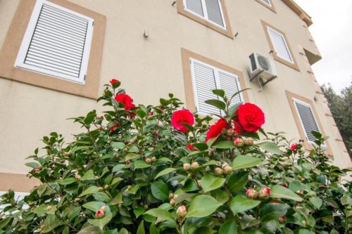 un arbusto con rosas rojas delante de un edificio en Apartments Savić, en Herceg-Novi