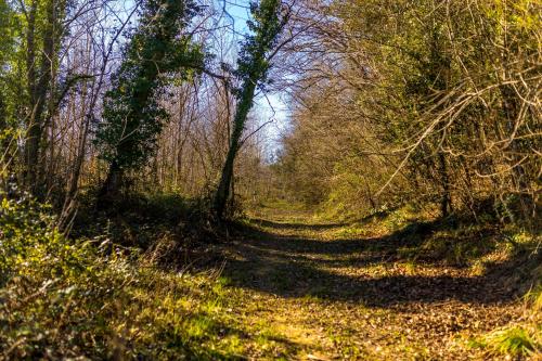 a path in a wooded area with trees at Borgo Il Poggio Agriturismo in Montaione
