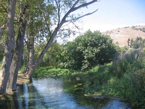 a painting of a river with trees and bushes at Argoliki Thalassa in Míloi