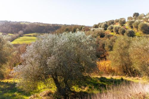 an olive tree on the side of a hill at Borgo Il Poggio Agriturismo in Montaione
