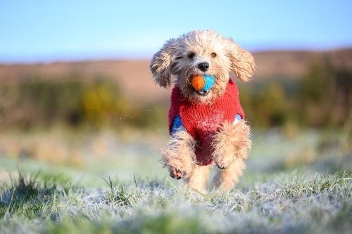 un perro marrón corriendo con una bola en la boca en The Red Kite - 2 person Pet Friendly Glamping Cabin, en Dungarvan