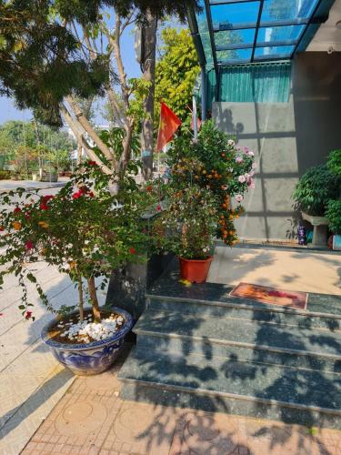 two potted trees in pots next to a building at Minh Sơn HOTEL in Ta Lan Than