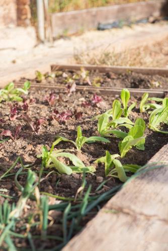 a garden with green plants in the dirt at El Secanet in Algimia de Alfara