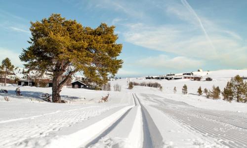 a road in a snow covered field with a tree at Rondane Haukliseter Fjellhotell in Høvringen