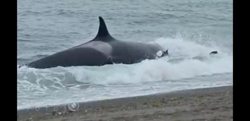 a whale in the water on the beach at Inmejorable ubicación frente al mar in Puerto Madryn