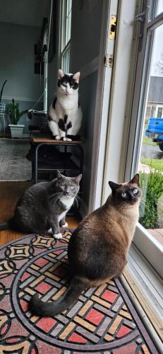 two cats sitting on a rug in front of a window at 1 Bed with Private Bathroom Close to Everything in Newark & Wilmington in Newark