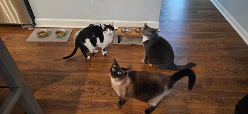 three cats are looking at themselves in a mirror at 1 Bed with Private Bathroom Close to Everything in Newark & Wilmington in Newark
