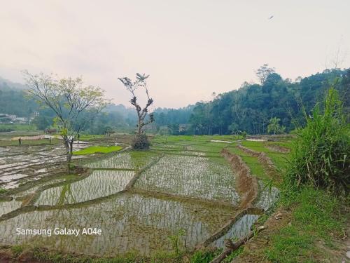 a rice field on the side of a hill at Uduwara Holiday Home in Badulla