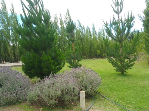a garden with three trees and purple bushes at Ushua Aike (Nuestro Lugar) in Los Antiguos