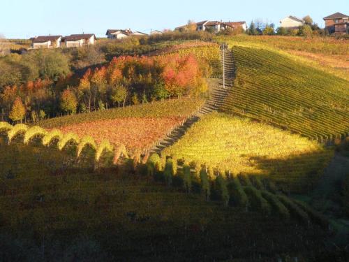 an aerial view of a vineyard with trees on a hill at Cascina Delle Rose in Barbaresco