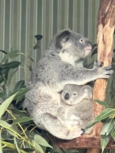 a couple of animals sitting on top of a tree at Cloudy city in Sydney