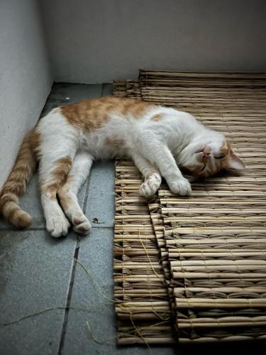 a cat laying on top of a wicker at Himmapun Farmstay in Ban Pa Ngiu