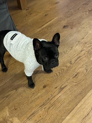 a small black dog wearing a white sweater at Ferienwohnung Saargauliebe in Saarburg