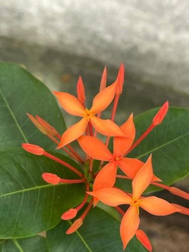 a group of orange flowers with green leaves at Villa Wonne 1 Floor Family Appartement! in Arugam Bay