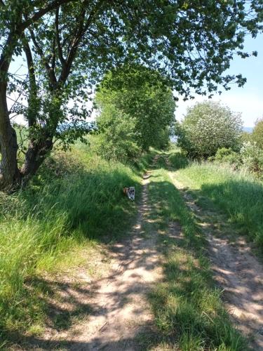 a dog walking down a dirt road at Kulibaba in Bystrzyca Kłodzka