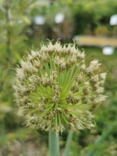 a close up of a flower with its buds at La grange de Pierrot in Saint-Bazile