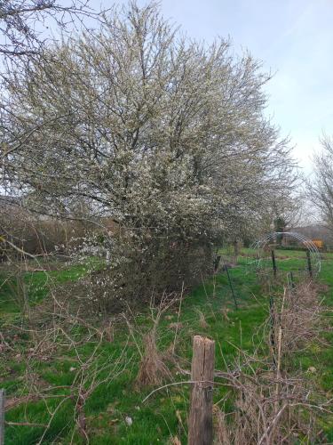 a tree in a field next to a fence at Chambre d'hôtes Se Sentir Libre Noisette in Crozant